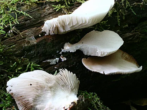 Geriefter Krüppelfuß (Crepidotus applanatus)