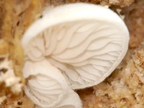Kugelsporiges Stummelfüßchen (Crepidotus cesatii)