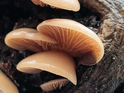 Weicher Stummelfüßling (Crepidotus mollis)