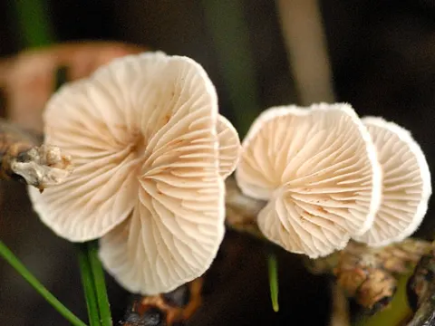 Gemeines Stummelfüsschen (Crepidotus variabilis)