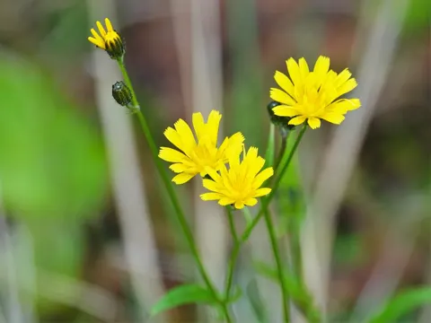 Kleinköpfiger Pippau (Crepis capillaris)