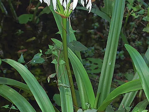 Swamp Lily