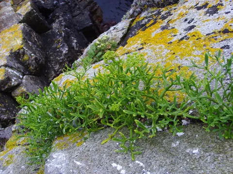 Samphire
