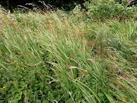 Montbretie (Crocosmia crocosmiiflora)