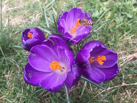 Frühlings-Krokus (Crocus vernus)