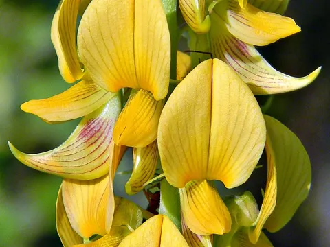 Crotalaria pallida
