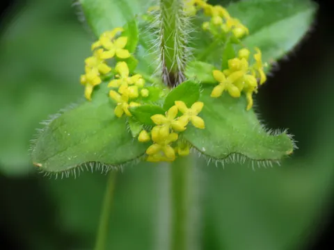 Behaartes Kreuzlabkraut (Cruciata laevipes)