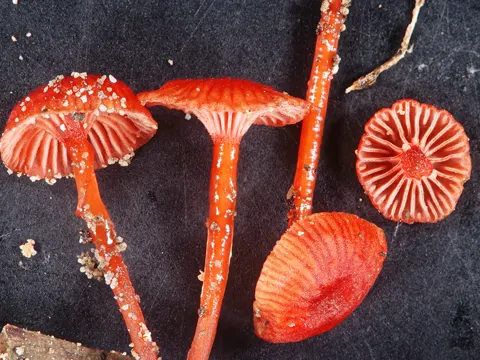 Cruentomycena viscidocruenta