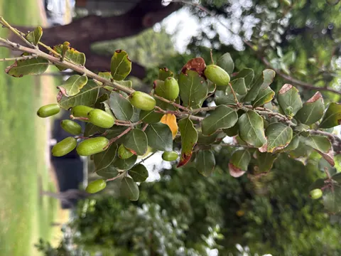 Peumo