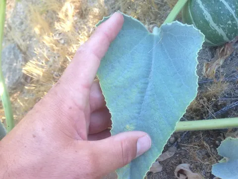 Buffalo Gourd