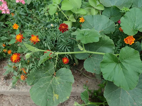 Winter Squash