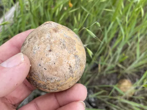 Cucurbita melopepo