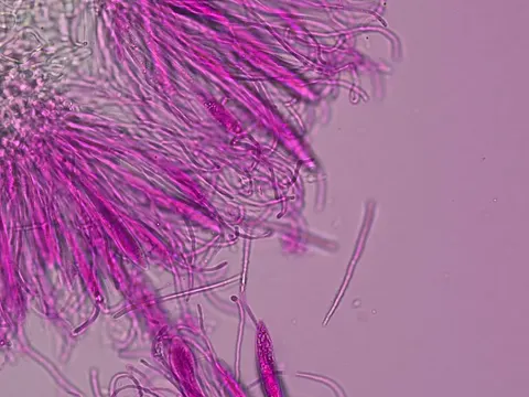Helm-Kreisling (Cudonia circinans)