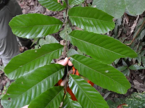 Cupania latifolia