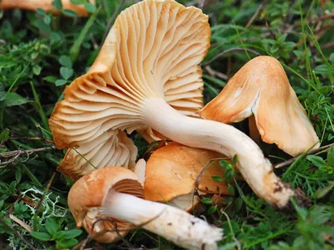 Orange-Ellerling (Cuphophyllus pratensis)