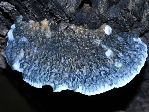Blauer Saftporling (Cyanosporus caesius)