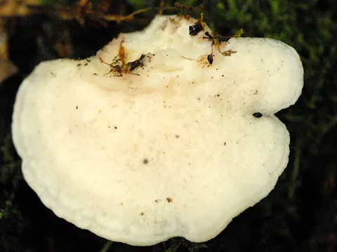 Cyanosporus subcaesius (Cyanosporus subcaesius)