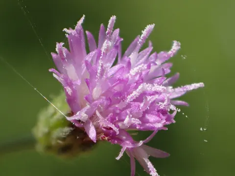 Cyanthillium cinereum (Cyanthillium cinereum)