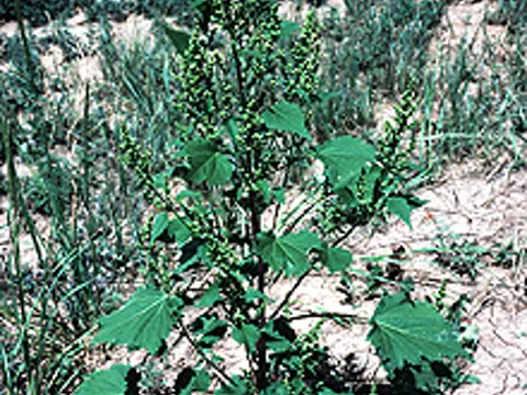 Schlagkraut (Cyclachaena xanthiifolia)