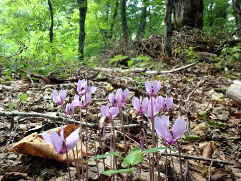 Efeu-Zyklamen (Cyclamen hederifolium)