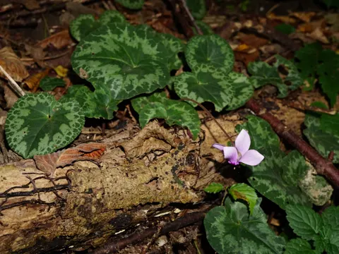 Europäisches Alpenveilchen (Cyclamen purpurascens)