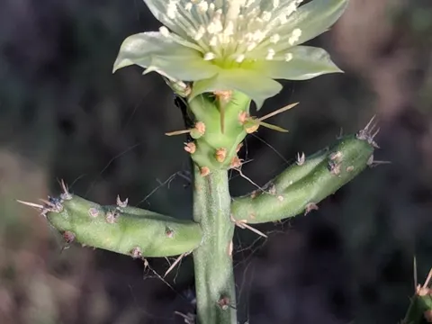 Desert Christmas Cactus
