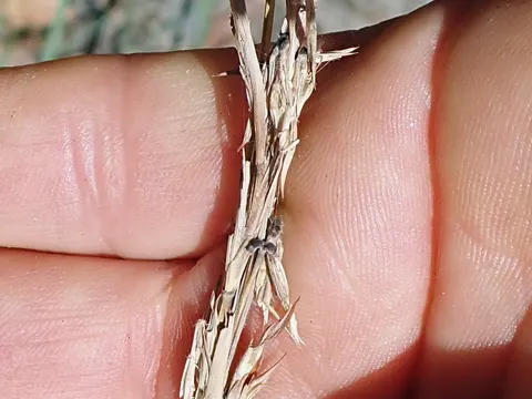 Cymbopogon refractus