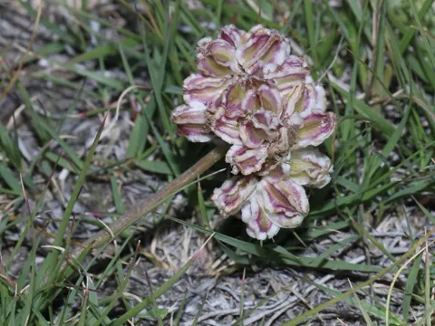 Cymopterus glomeratus (Cymopterus glomeratus)
