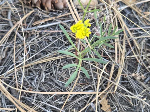 Cymopterus lemmonii