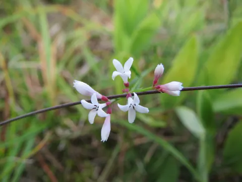 Hügel-Meier (Cynanchica pyrenaica)