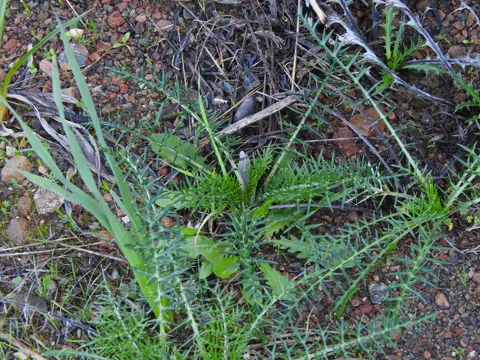 Dwarf Artichoke