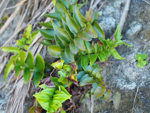 Mond-Sichelfarn (Cyrtomium falcatum)