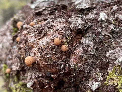 Cyttaria gunnii