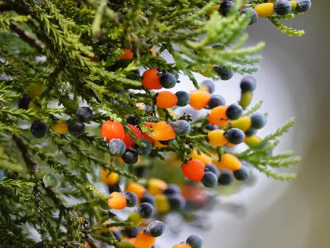 Dacrycarpus dacrydioides