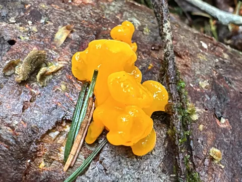 Orange Jelly Spot