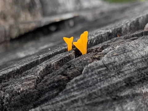 Orange Jelly Spotting Fungus