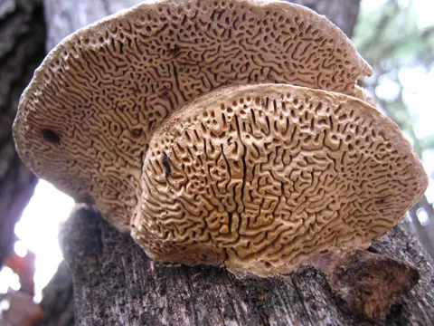 Eichenwirrling (Daedalea quercina)