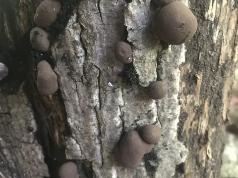 Kohlenkugelpilz (Daldinia childiae)
