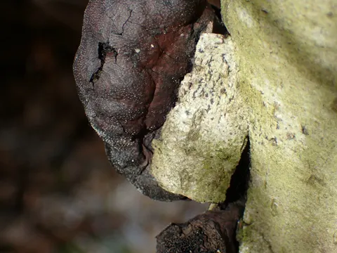 Gekammerter Kugelpilz