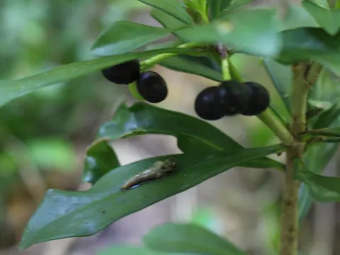 Seidelbast (Daphne laureola)