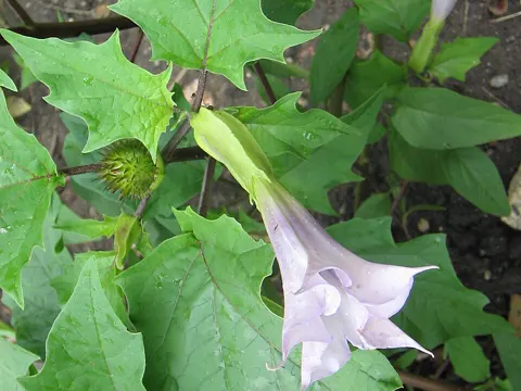 Thorn-apple