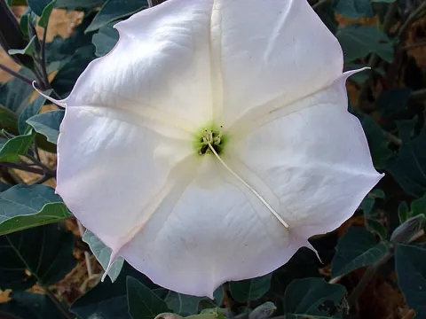 Sacred Thorn-apple (Datura wrightii)