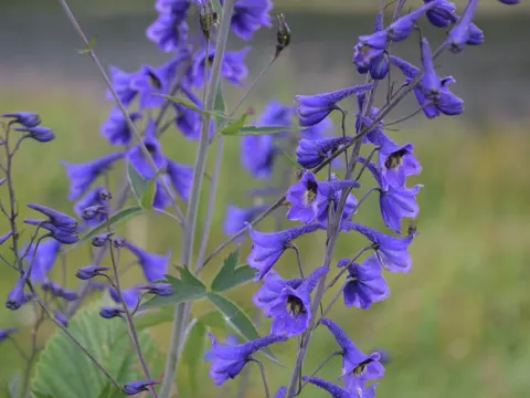 Candle Larkspur