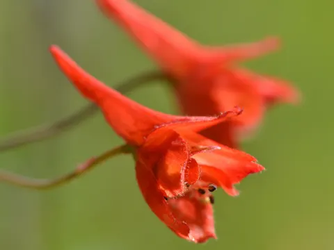 Roter Rittersporn