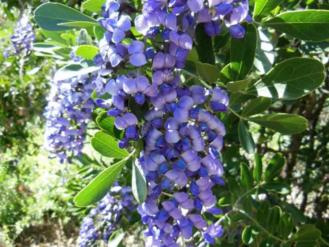 Texas Mountain Laurel