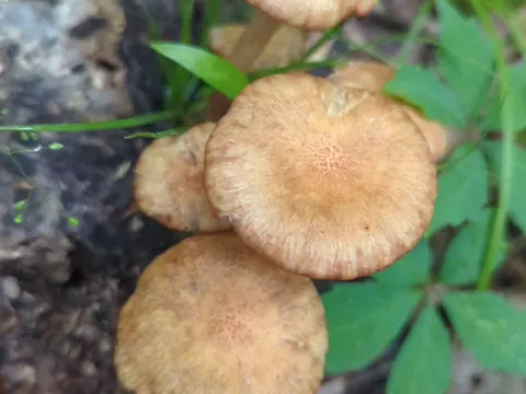 Honey Mushroom