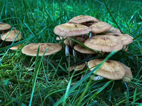 Ringloser Hallimasch (Desarmillaria tabescens)