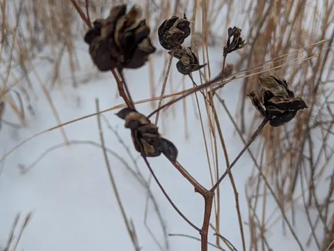 Illinois Bundleflower