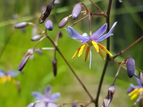 Dianella caerulea
