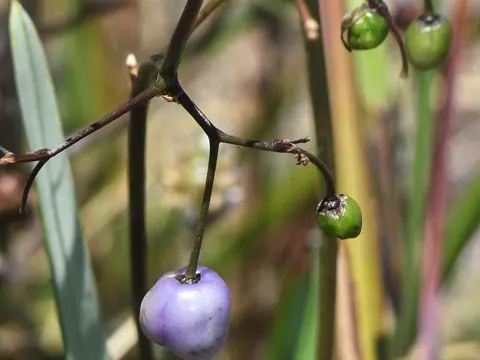 Dianella